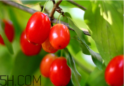 山茱萸什么時候成熟？山茱萸什么時候結(jié)果？