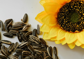 葵花籽不能和什么一起吃？葵花籽什么時(shí)候成熟