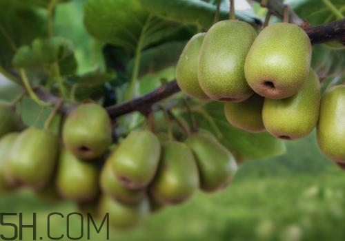 晚上睡覺前吃什么水果好還能減肥 晚上睡覺前吃什么水果好還能減肥