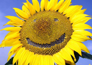 向日葵向什么方向？向日葵的花語是什么