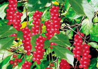 山茱萸什么時候成熟？山茱萸什么時候結(jié)果？