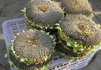一朵向日葵能結(jié)多少葵花籽？葵花籽為什么也會(huì)致癌
