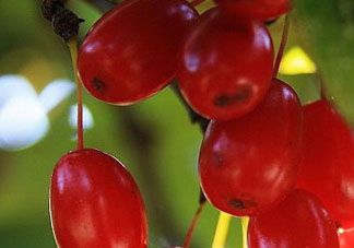 山茱萸是山萸肉嗎？山茱萸是吳茱萸嗎？