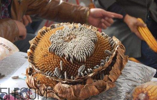 葵花籽怎么弄下來(lái)？葵花籽怎么脫粒