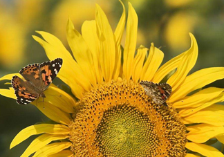 向日葵是怎么傳播種子的？向日葵是圍著太陽轉(zhuǎn)嗎