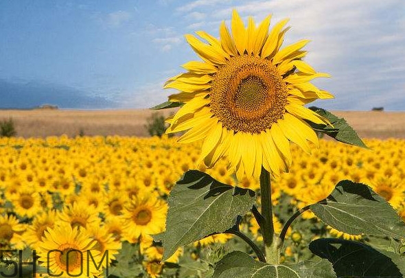 向日葵向什么方向？向日葵的花語(yǔ)是什么