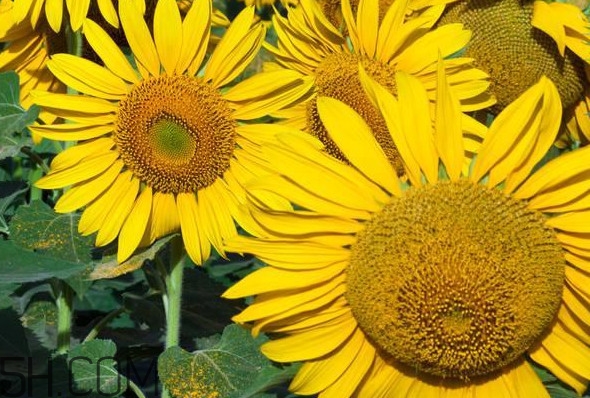 向日葵的作用是什么？向日葵有香味嗎