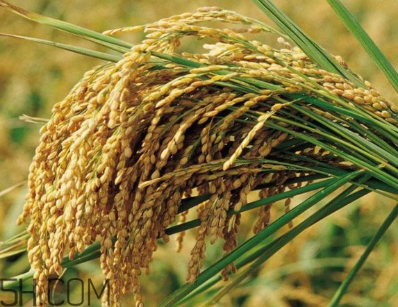 五常大米什么時候收割？五常大米的功效與作用