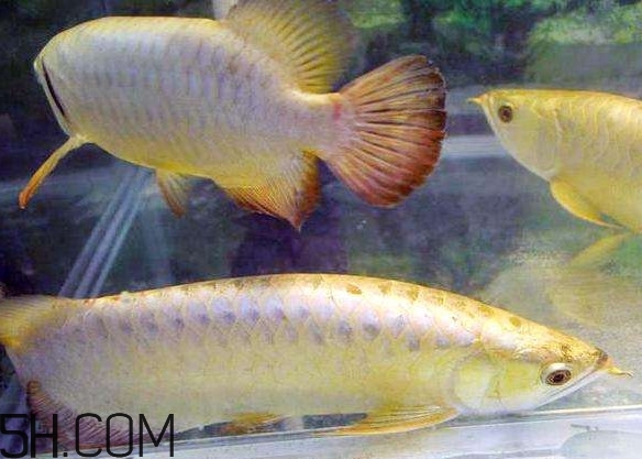 金龍魚有什么寓意？金龍魚有幾個(gè)品種