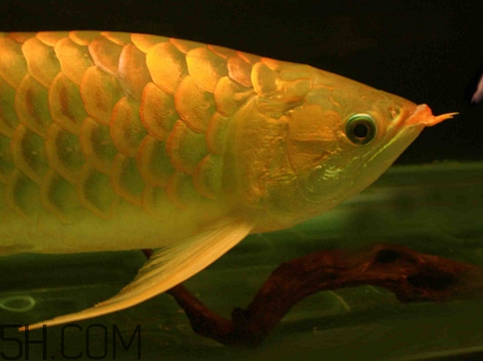 什么魚和金龍魚一起養(yǎng)好？金龍魚怎么養(yǎng)