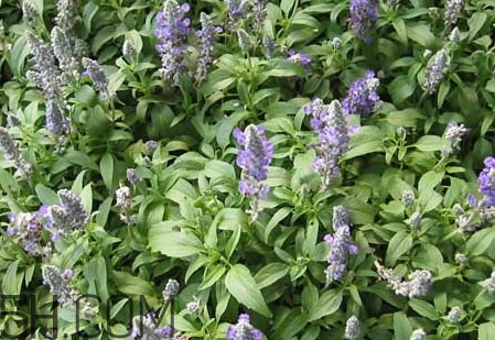 高校教師研制出中藥口紅 紫歸口紅成分功效 高校教師研制出中藥口紅 紫歸口紅成分功效