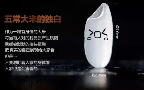 五常大米為什么那么貴？五常大米比一般大米味道好在哪兒