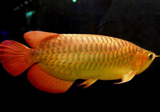 金龍魚能吃嗎？紅龍魚貴還是金龍魚貴