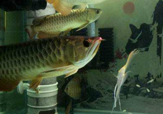 金龍魚是怎么繁殖？養(yǎng)金龍魚有什么講究