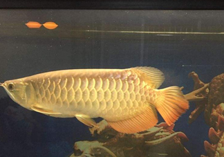 金龍魚是什么魚？金龍魚多少錢一條