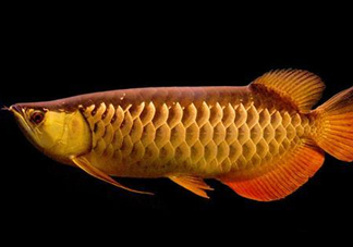 什么魚和金龍魚一起養(yǎng)好？金龍魚怎么養(yǎng)