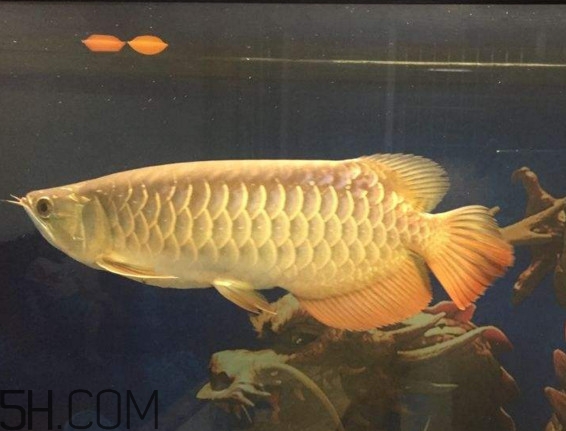 金龍魚(yú)是什么魚(yú)？金龍魚(yú)多少錢一條