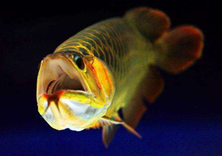 金龍魚有什么寓意？金龍魚有幾個(gè)品種