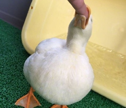 吸鴨表情包 吸鴨動圖 吸鴨表情包 吸鴨動圖