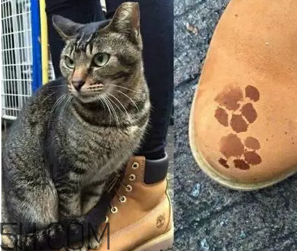 吸鴨的危害 吸鴨的好處 吸鴨的危害 吸鴨的好處