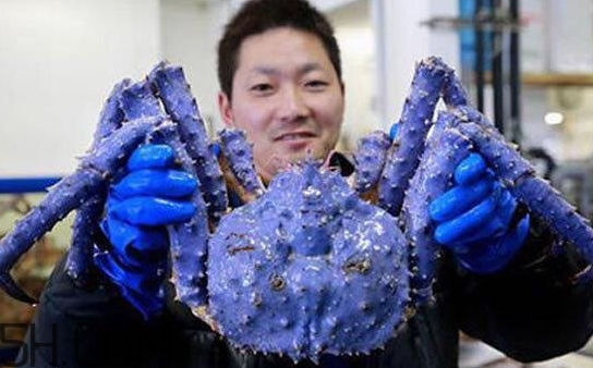 藍(lán)色梭子蟹可以吃嗎？梭子蟹蟹腿變藍(lán)可以吃嗎