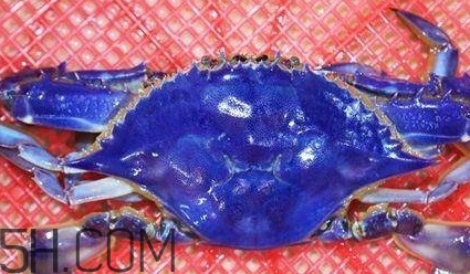 藍(lán)色梭子蟹可以吃嗎？梭子蟹蟹腿變藍(lán)可以吃嗎