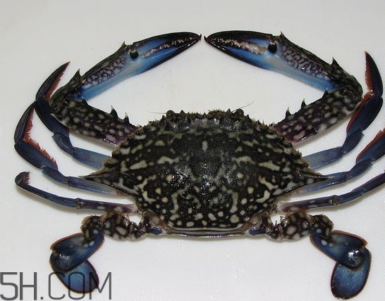 藍(lán)色梭子蟹可以吃嗎？梭子蟹蟹腿變藍(lán)可以吃嗎