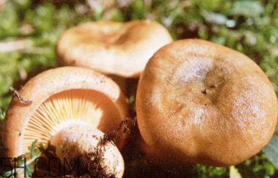 樅樹菌有點(diǎn)霉了能吃嗎？樅樹菌能和皮蛋一起吃嗎