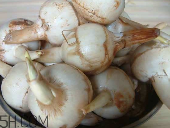 慈菇是發(fā)物嗎？慈菇是馬蹄嗎