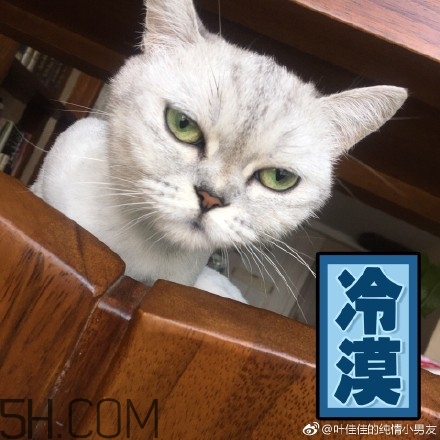 你個臭居居什么意思？你個臭居居表情包