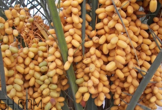 椰棗會(huì)上火嗎？椰棗有幾種