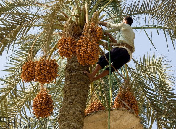 椰棗會(huì)上火嗎？椰棗有幾種