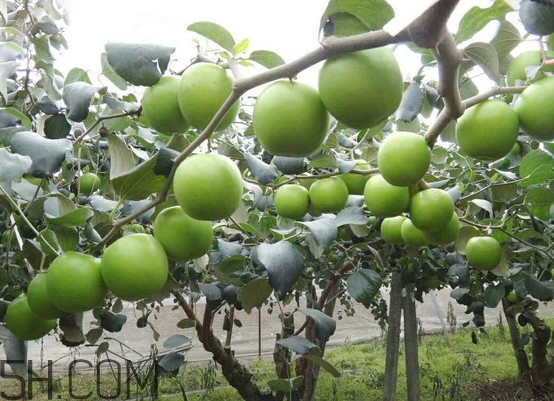 青棗核可以種嗎？青棗種植方法及管理