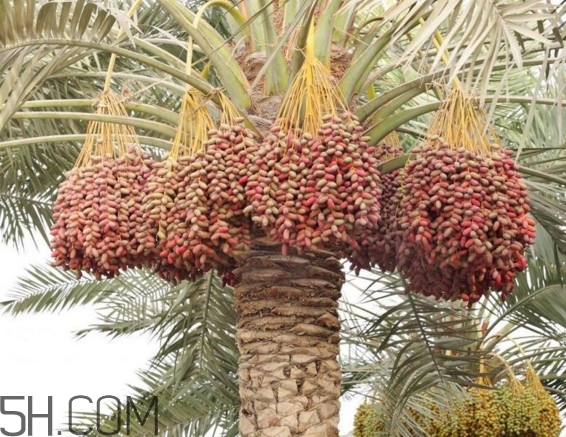 椰棗和紅棗哪個(gè)營(yíng)養(yǎng)好？棗椰和椰棗有區(qū)別嗎