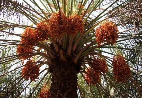 椰棗怎么保存？椰棗能提高性功能嗎