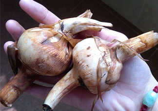 慈菇是什么？慈菇怎么吃