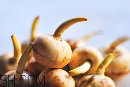 慈菇是什么？慈菇怎么吃