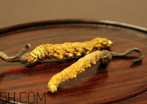 冬蟲夏草怎么泡酒？冬蟲夏草怎么燉