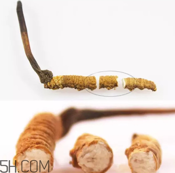 冬蟲夏草怎么保存？冬蟲夏草怎么挑選