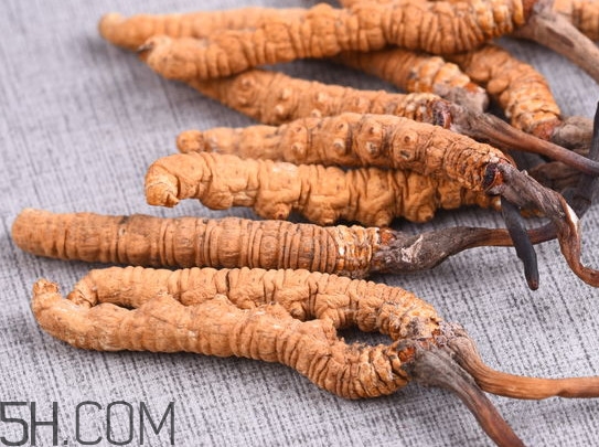 冬蟲夏草不能和什么一起吃？冬蟲夏草有多少種