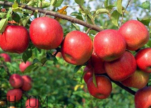 嘎啦蘋果為什么叫嘎啦 嘎啦果和紅富士的區(qū)別 嘎啦蘋果為什么叫嘎啦 嘎啦果和紅富士的區(qū)別