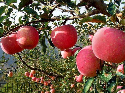 嘎啦蘋果為什么叫嘎啦 嘎啦果和紅富士的區(qū)別 嘎啦蘋果為什么叫嘎啦 嘎啦果和紅富士的區(qū)別