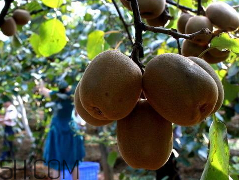 徐香獼猴桃產(chǎn)地哪里 徐香獼猴桃好吃嗎 徐香獼猴桃產(chǎn)地哪里 徐香獼猴桃好吃嗎