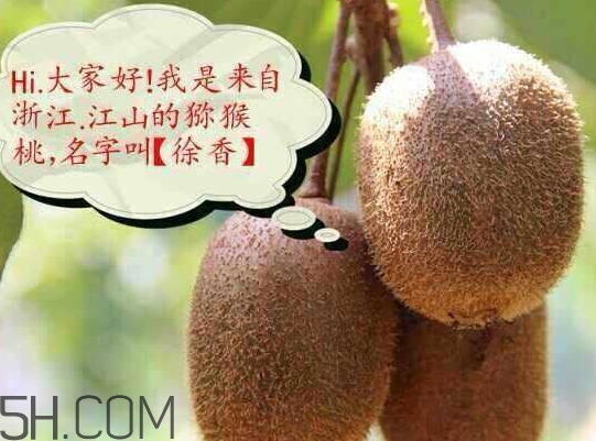 徐香獼猴桃產(chǎn)地哪里 徐香獼猴桃好吃嗎 徐香獼猴桃產(chǎn)地哪里 徐香獼猴桃好吃嗎