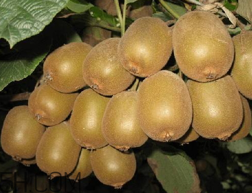 紅陽(yáng)獼猴桃怎么吃 紅陽(yáng)獼猴桃硬的能吃嗎 紅陽(yáng)獼猴桃怎么吃 紅陽(yáng)獼猴桃硬的能吃嗎