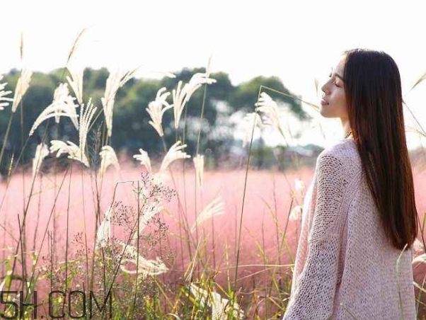 粉黛亂子是什么植物？粉黛亂子草花語