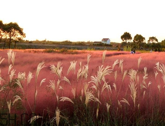 粉黛亂子是什么植物？粉黛亂子草花語