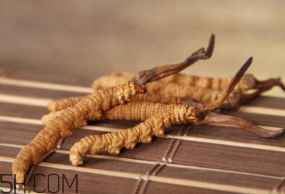 冬蟲夏草怎么保存？冬蟲夏草怎么挑選