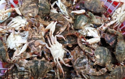 花蓋蟹和梭子蟹哪個(gè)好吃？花蓋蟹和梭子蟹區(qū)別