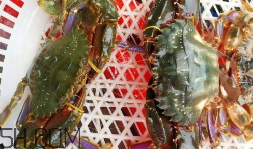 花蓋蟹和梭子蟹哪個(gè)好吃？花蓋蟹和梭子蟹區(qū)別